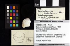 Foto (Objket + Etiketten) von Gastrosacus ernstbrunnensis (Bachmayer, 1945)